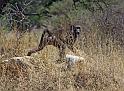 251 Okonjima, okonjima bush camp, baviaan